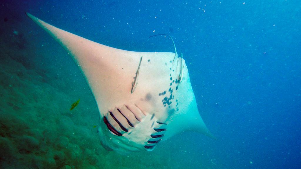Barrels Of Fun For Manta Ray Spotted A Popular Great Barrier Reef Dive
