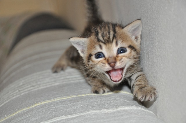 Meow Small Cat · Free Photo On Pixabay