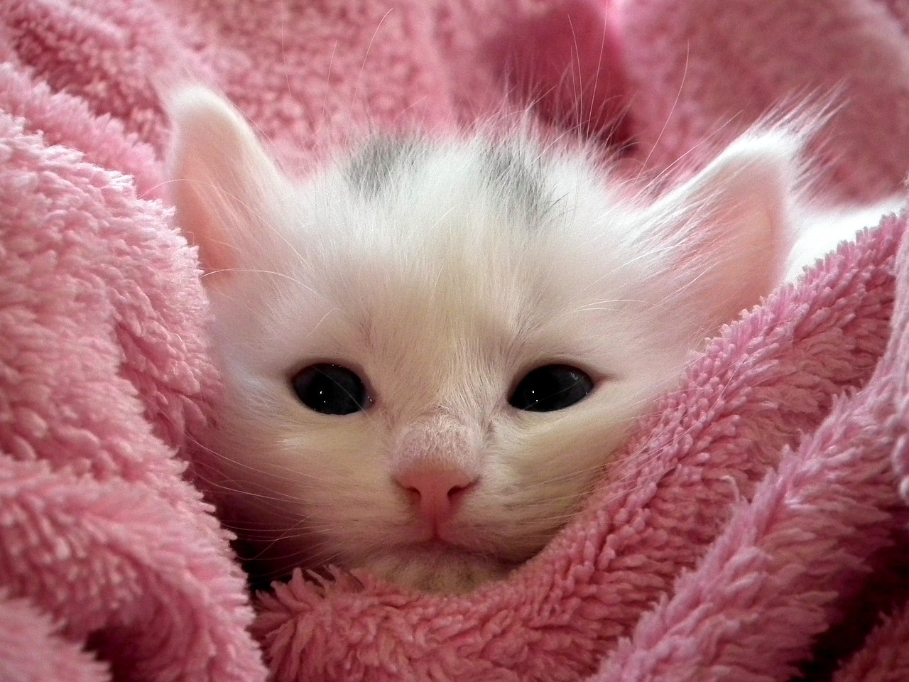 Kitten Cat Fluffy Free Photo On Pixabay