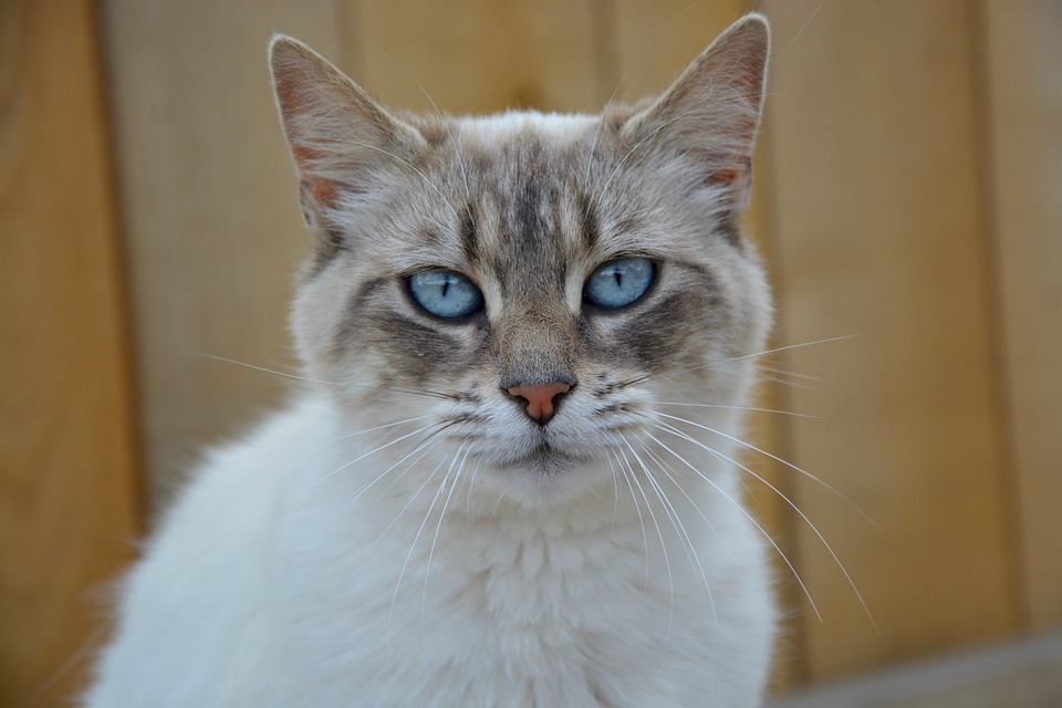 Gato Pussy Retrato Olhos Foto Gratuita No Pixabay