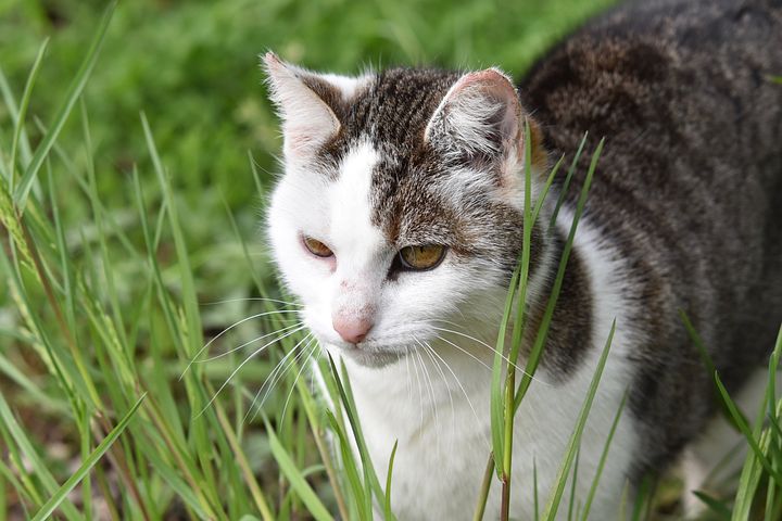 9以上の無料pussy Cinnamonand猫画像 Pixabay