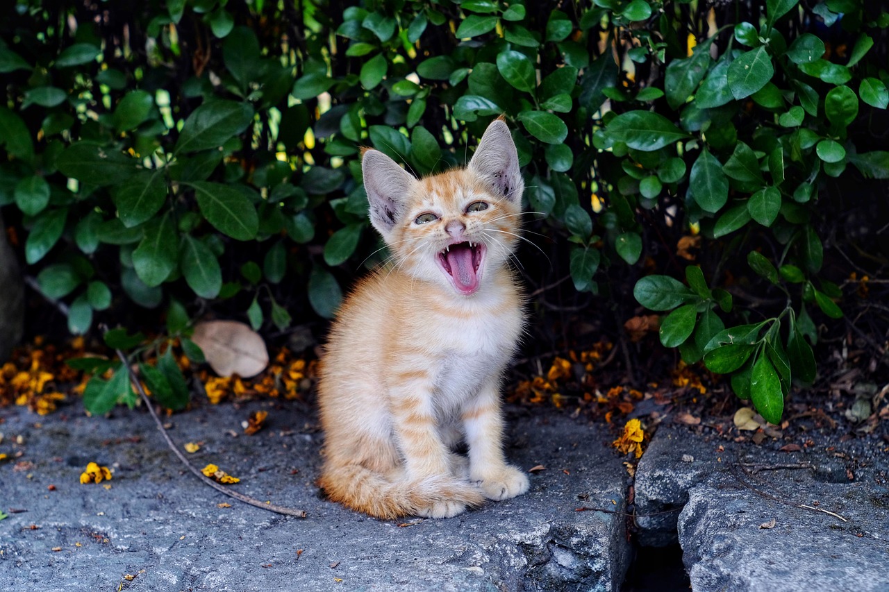Gato Gatinho Pussy Foto Gratuita No Pixabay