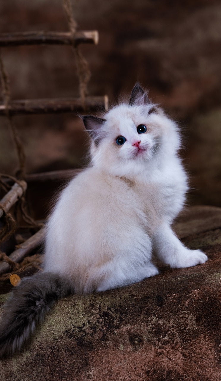 Kitten Cat Pet Free Photo On Pixabay