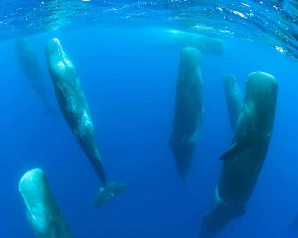 Extremely Rare Footage Shows Sperm Whales Sleeping Vertically