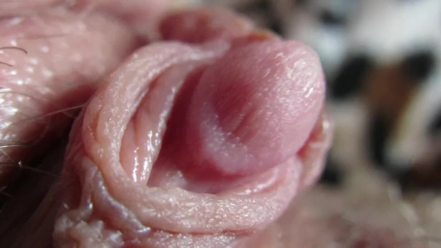 Pulsing Hard Clitoris In Extreme Close Up Thumbzilla
