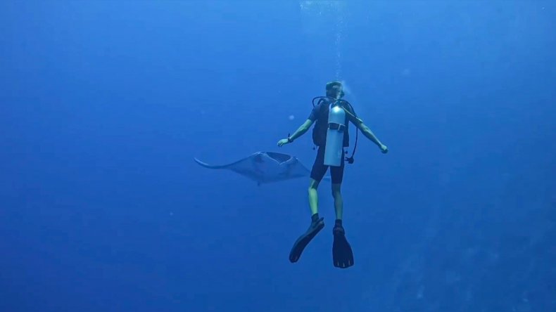 See The Magical Moment A Manta Ray Swims Directly At Diver Before