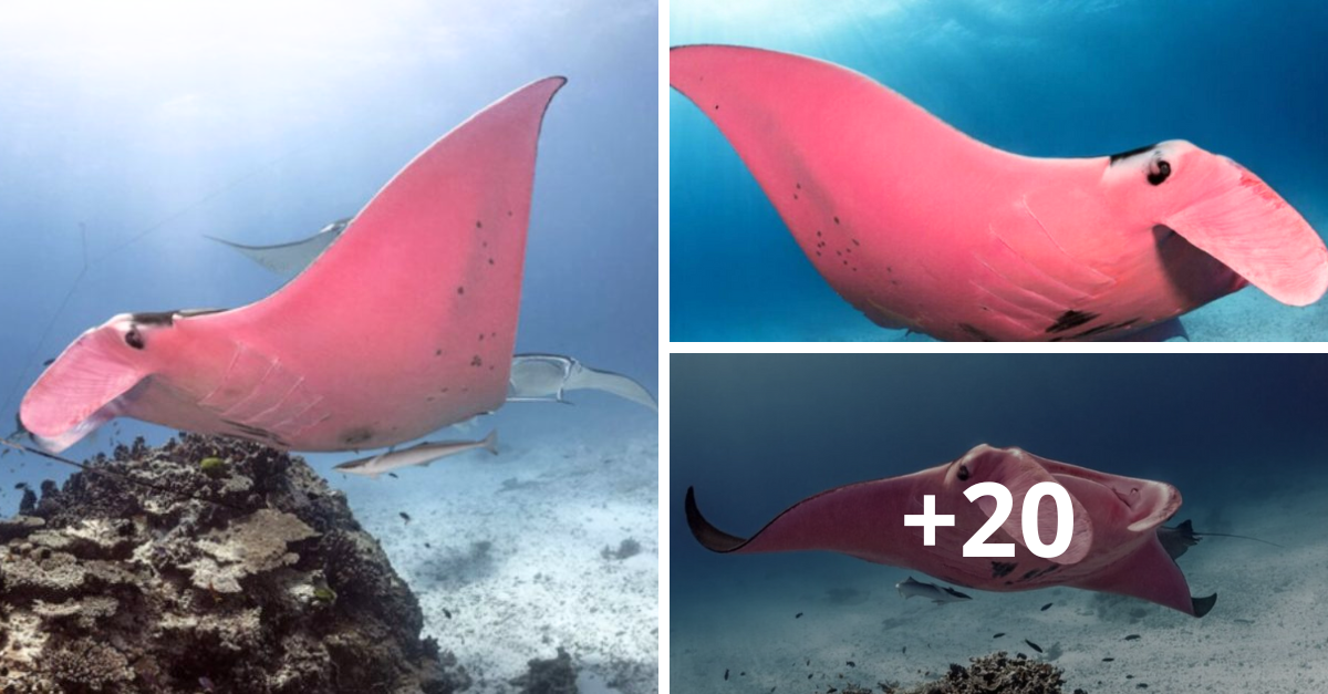 Scientists Baffled By Pink Manta Ray Spotted On Great Barrier Reef Video