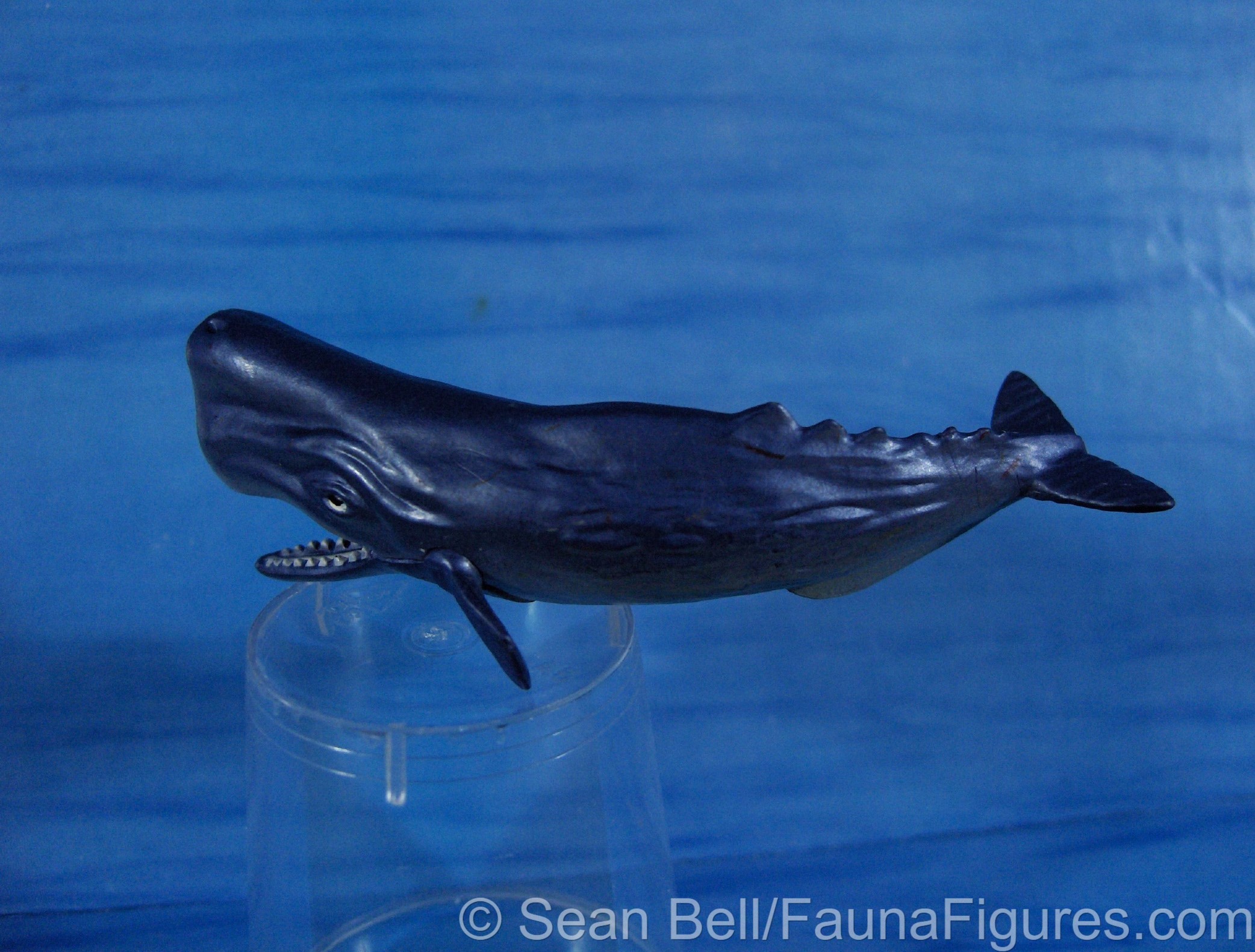Ak Sperm Whale 2 Fauna Figures Blog