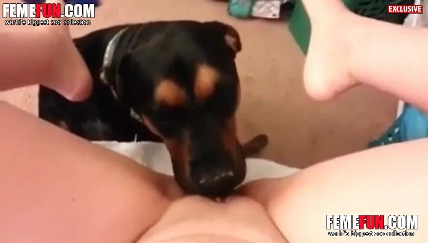 Dog Lick Cunt Pet Feasts On A Blondes Shaved Tight Pussy