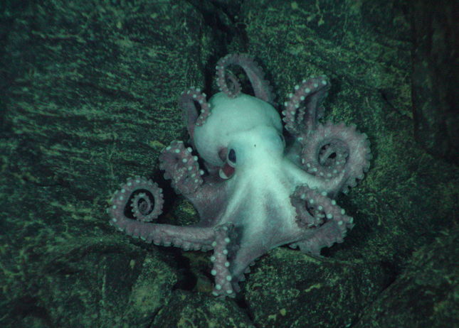 Its Time You Got Schooled About Octopus Sex Grist