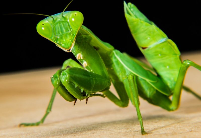 Mantis Religiosa Características Hábitat Alimentación Y Más