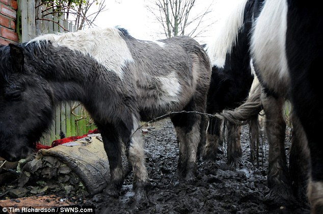 Shocking Images Show Terrified Horses In Agony After They