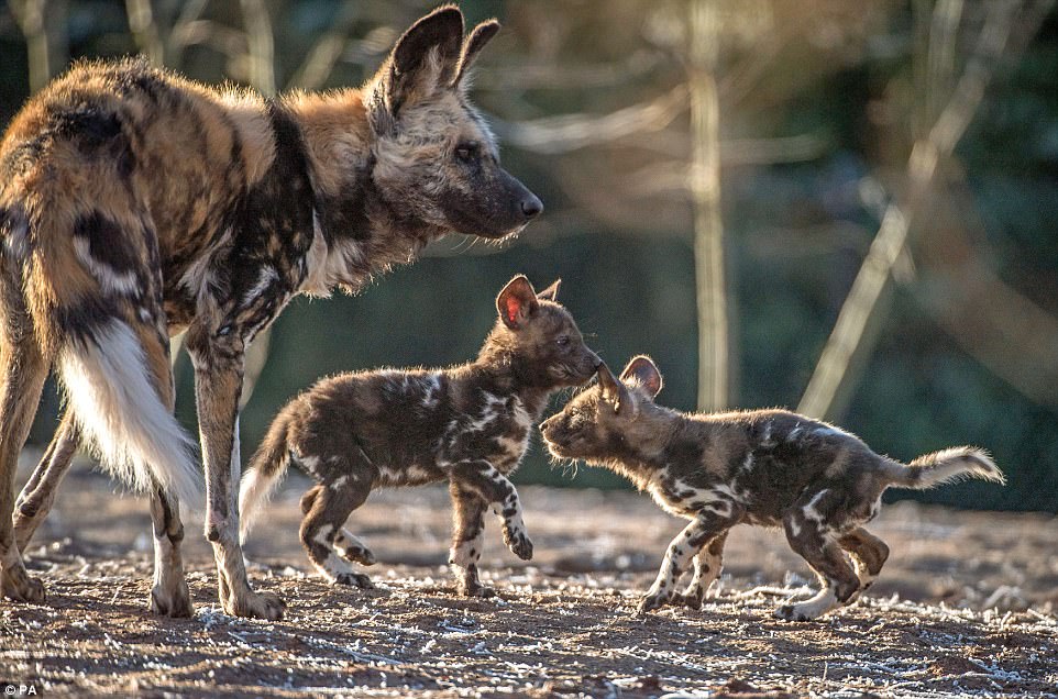African Painted Dog Pups Are First To Be Born At Chester Daily Mail