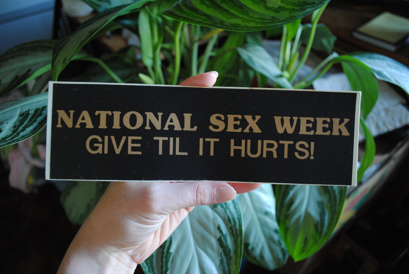 Vintage National Sex Week Bumper Sticker Give Til It Hurts Etsy