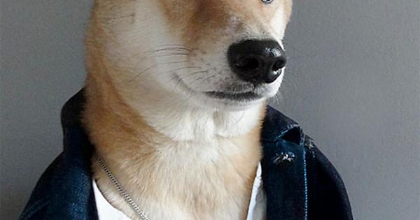 Ridiculously Photogenic Dog Imgur