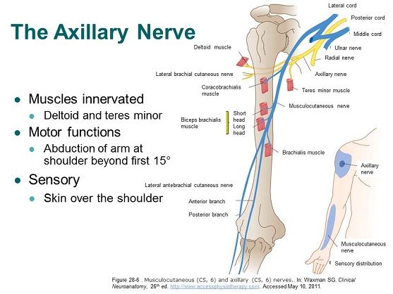 Accessphysiotherapy Brachial Plexus And Peripheral Nerves Axillary