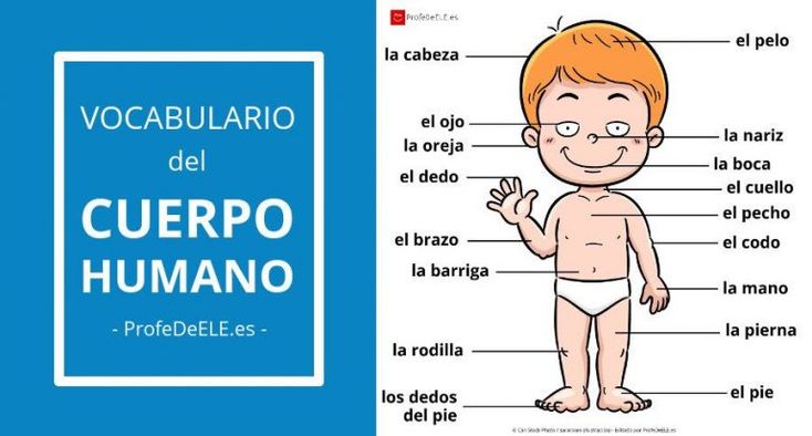 Vocabulario Del Cuerpo Humano En Español Profedeele Aprender