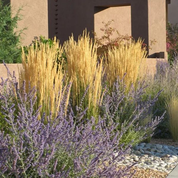 Karl Foerster Feather Reed Grass Tall Grass Landscaping