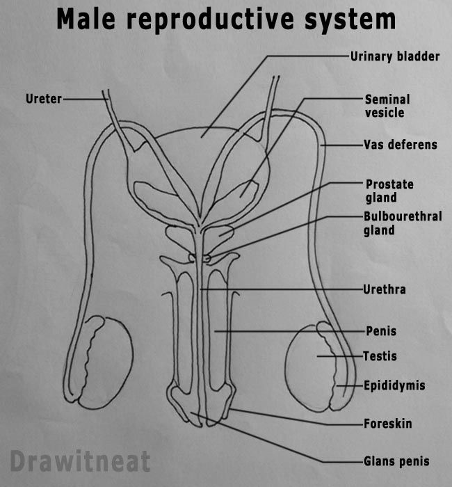 How To Draw Male Reproductive System Front View In 2022