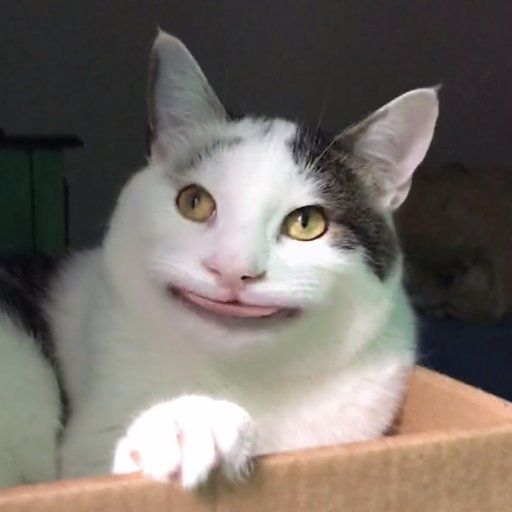Polite Cat Ollie Cats Cat Quotes Funny Cat Memes