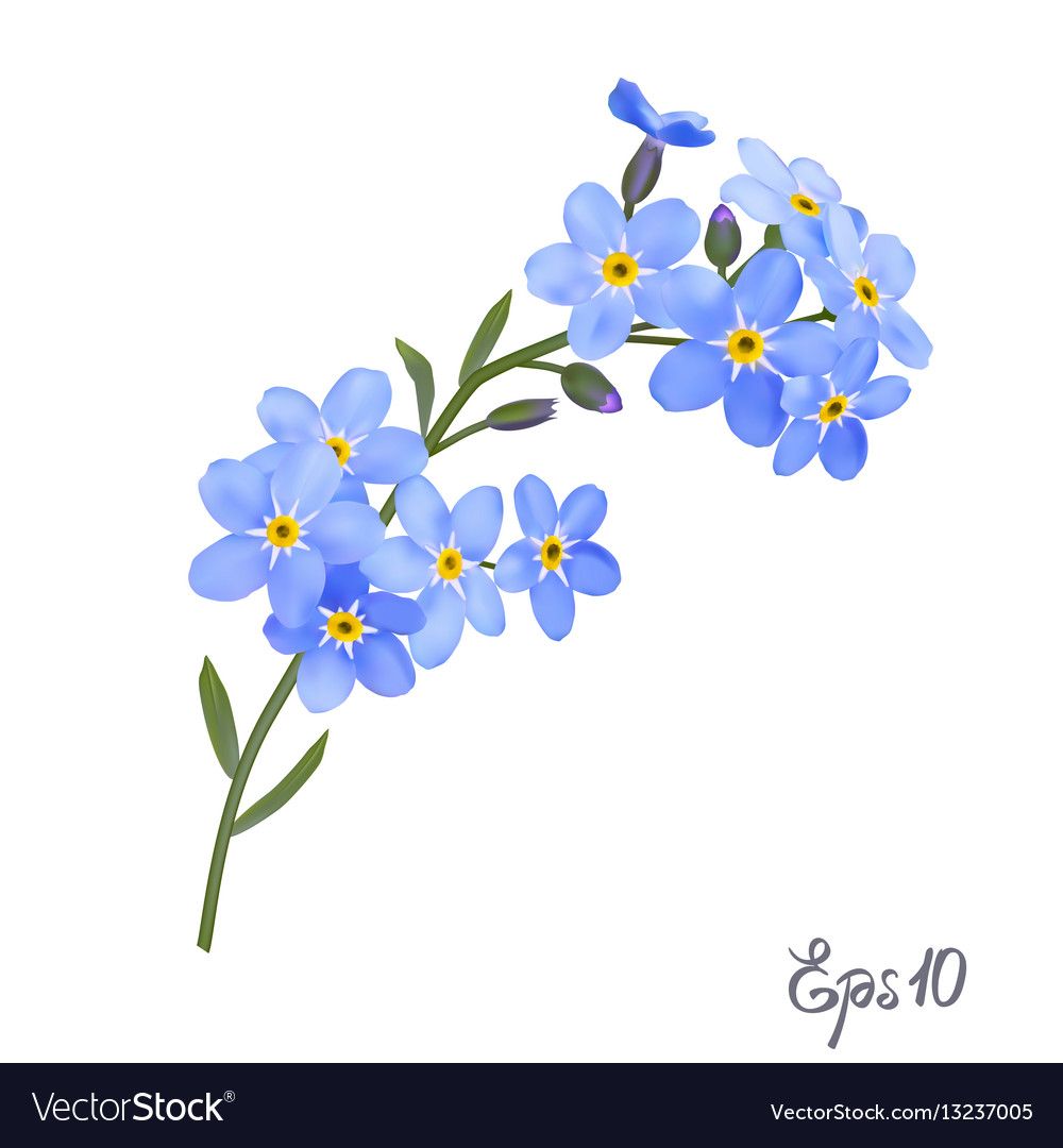 Branch Of Blue Forget Me Not Flowers Royalty Free Vector Flower