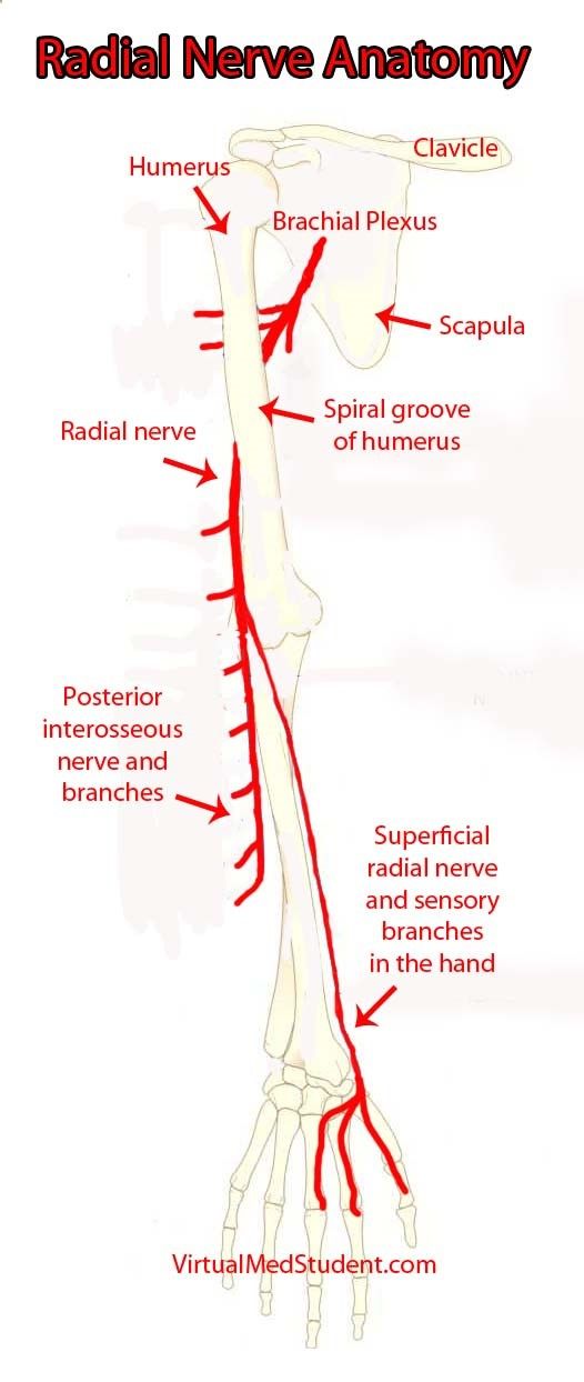 The Radial Nerve And Its Branches Anatomy Radial Nerve Nerve