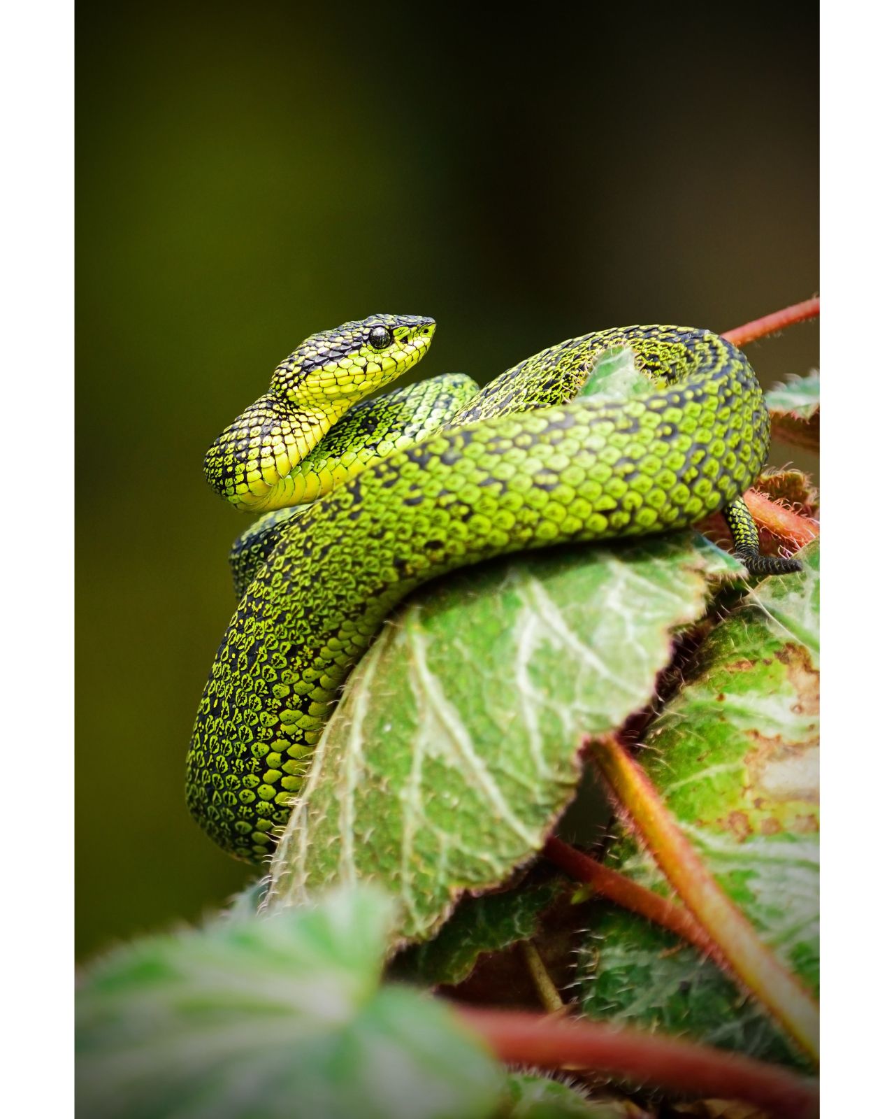 A Stunning Green Snake Slithers Placidly Along The Leaves At The Heart