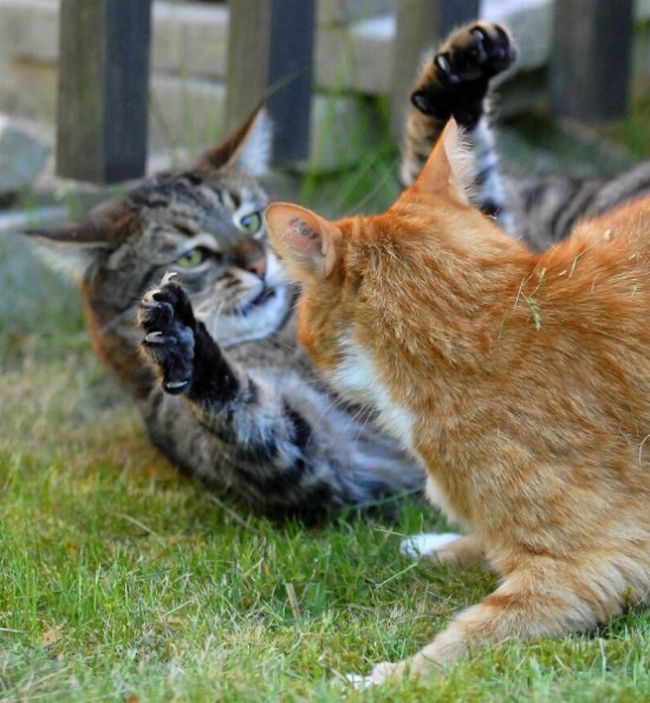 Fighting Cats 60 Photos Funny Cat Dog Cat Pictures
