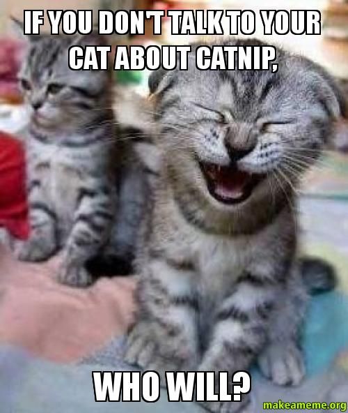 If You Dont Talk To Your Cat About Catnip Who Will Make A Meme