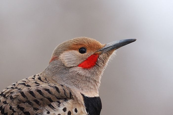 Closeup Of Northern Red Shafted Flicker Northern Flicker