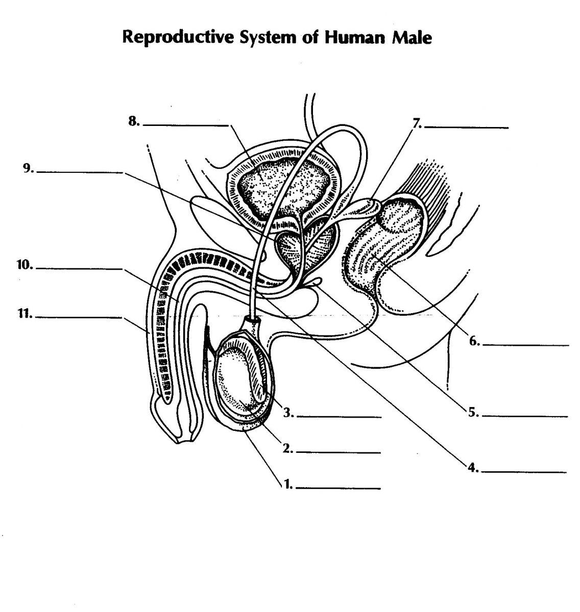 Quiz Reproductive System Of The Human Male