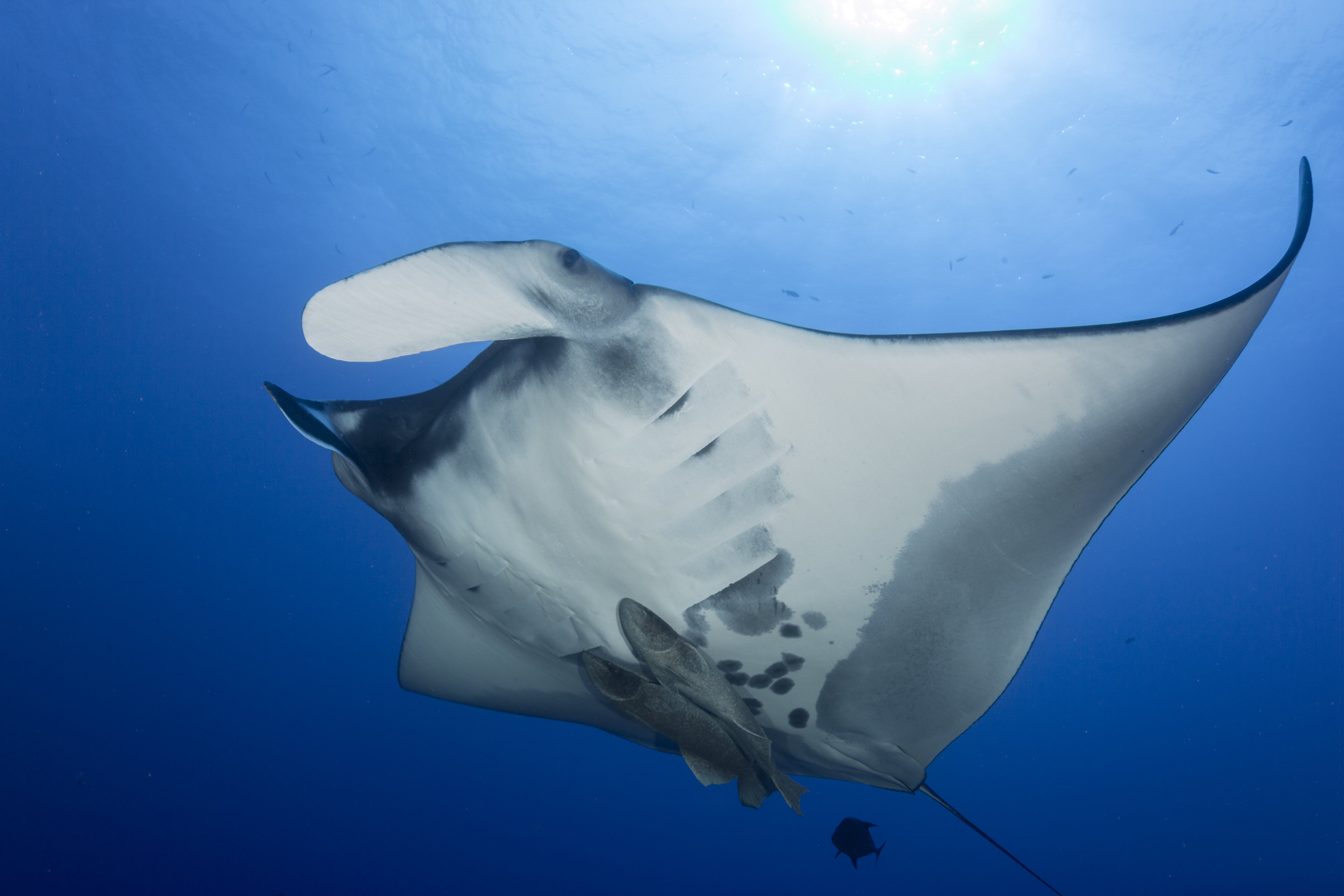 Manta Rays And Microplastics Understanding The Beauty And Vulnerability