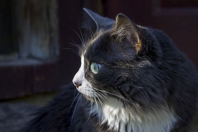 Immagine Gratis Su Pixabay Cat Primo Piano Del Gatto Miao Gatto