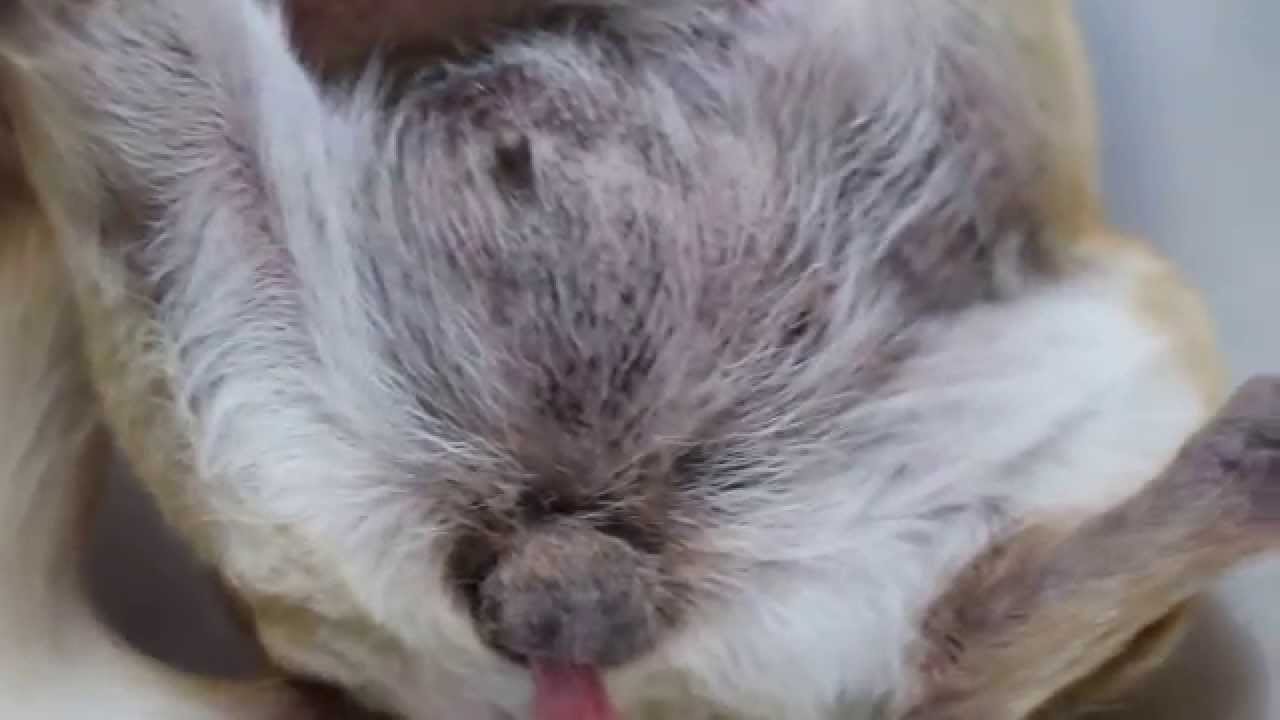 A 14 Year Old Chihuahua Has Vaginal Prolapse Youtube