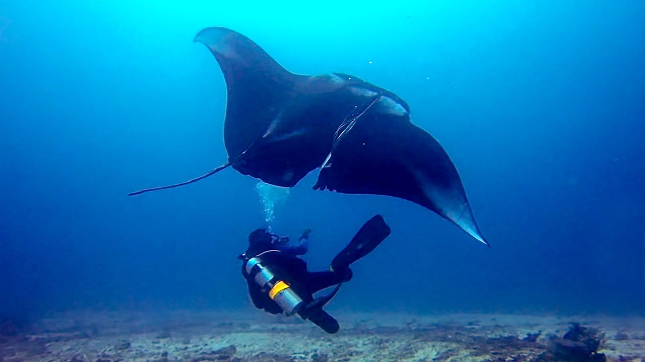 Gopro Deep Sea Manta Ray Rescue Youtube