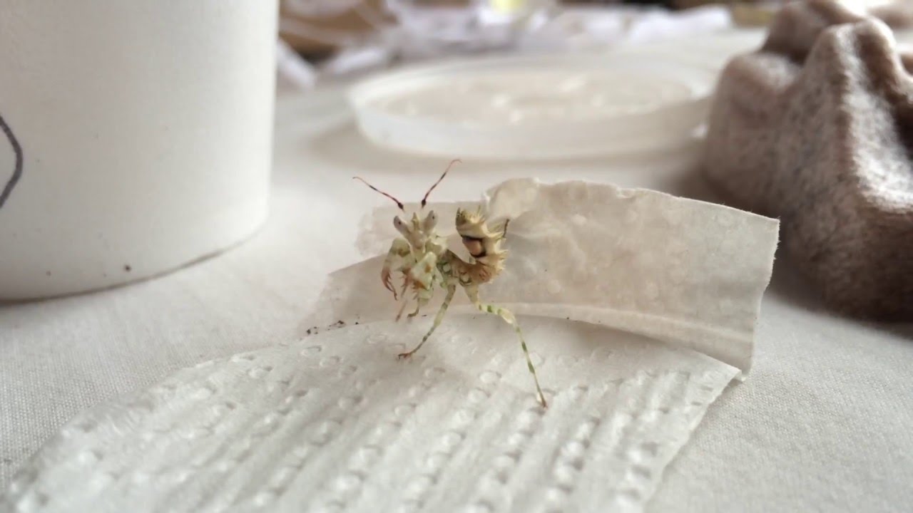 Flower Spiny Flower Mantis Care