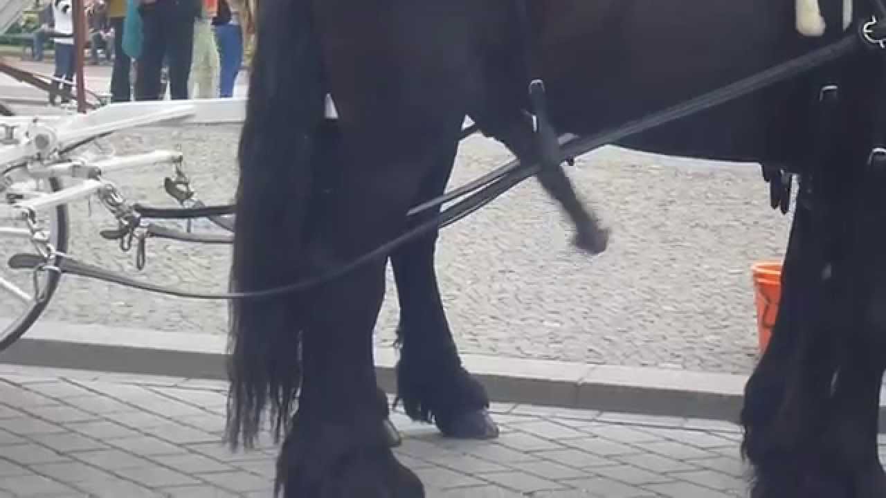 Końskie Prącie Big Horse Penis Youtube