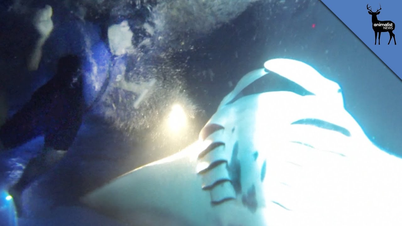 Alex Swims With Giant Manta Ray Youtube
