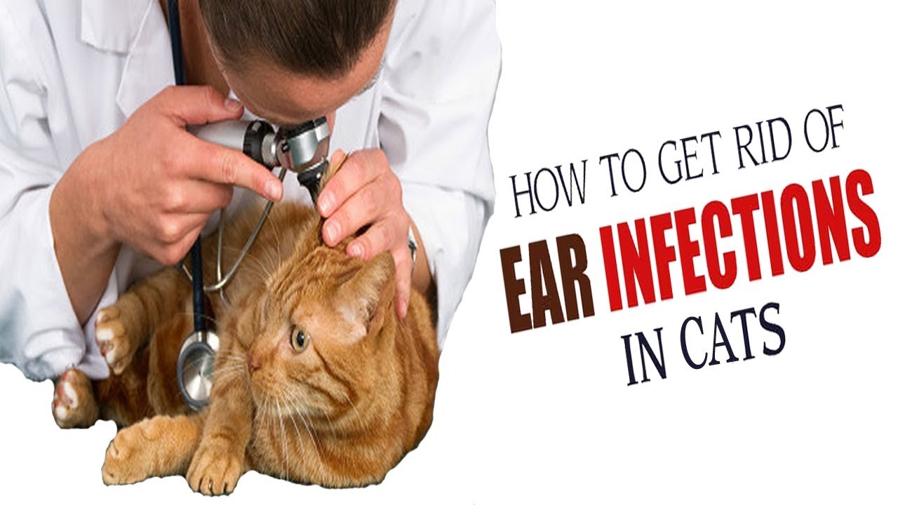 Cat Ear Infections Home Remedies Cat Meme Stock Pictures And Photos