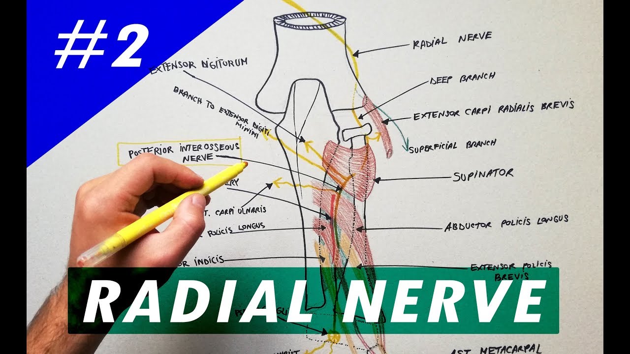 Radial Nerve Part 2 Anatomy Tutorial Youtube