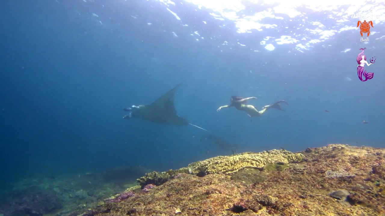 Syrena Singapores First Mermaid Swims With Manta Rays Youtube