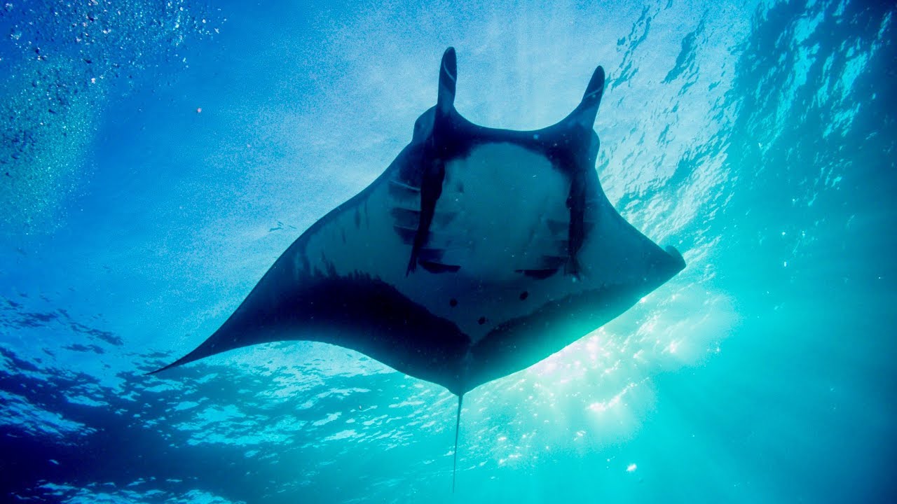Giant Manta Ray Conservation Interview With Erick Higuera Youtube