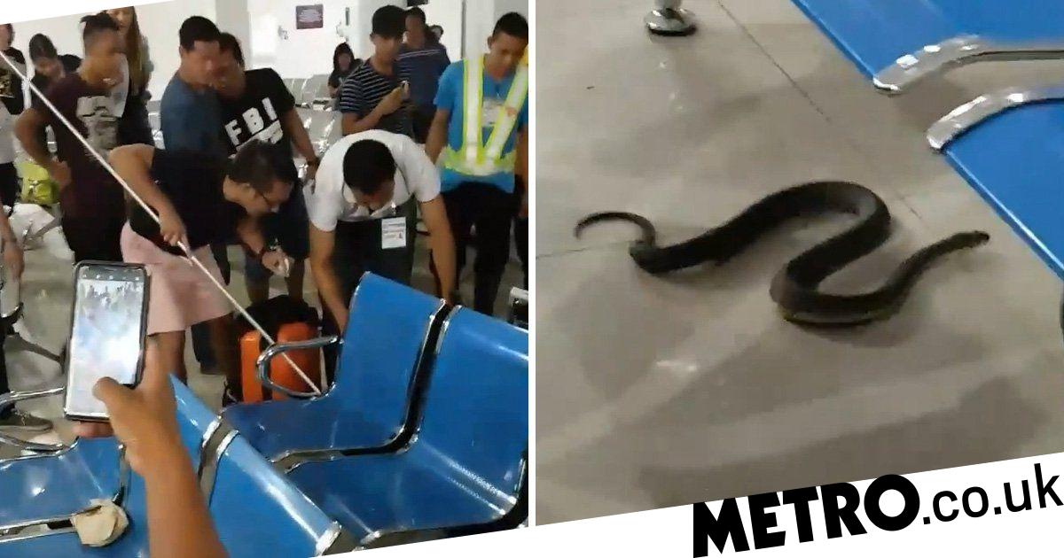 Passengers In Panic As Snake Slithers Across Airport Floor Metro News