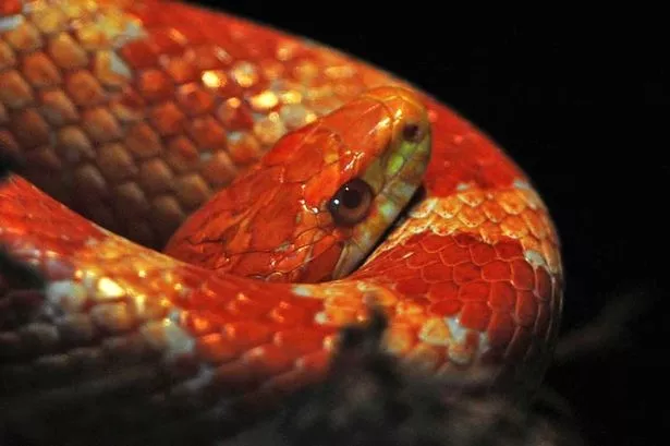 Pupils Get A Ssssurprise In Sex Education Class As Snake Slithers In