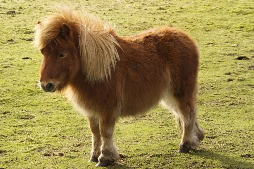 Man Caught Having Sex With Miniature Horse After Behaving Suspiciously