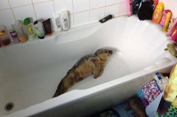 Seal Pup Rescued From Bathtub After Norfolk Dog Walker