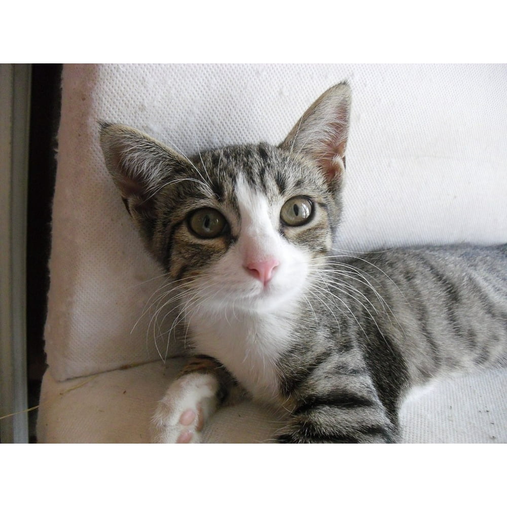 Merged Cat Pussy Cat Feline Miao Malai Kitten 20 Inch By 30 Inch