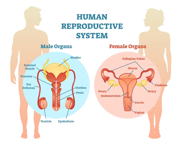 Diagrama De Ilustración Vectorial Del Sistema Reproductivo Humano