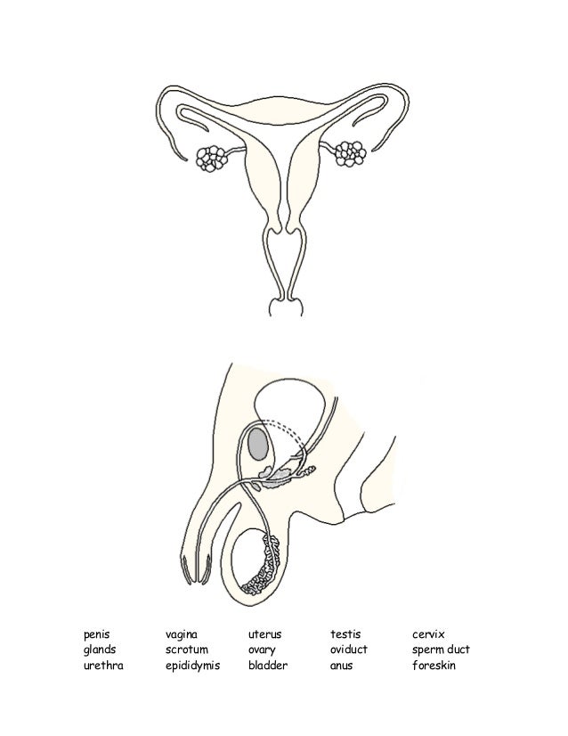 Reproductive Structures Labeling