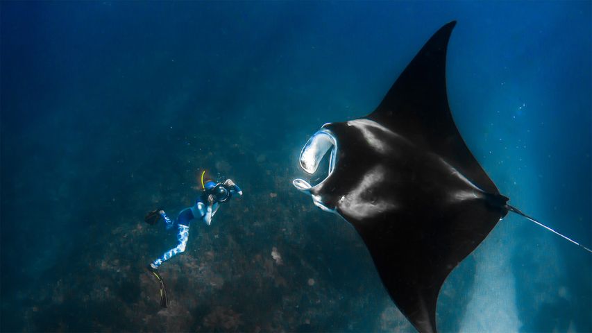 Tips For Photographing Manta Rays Globalsistergoods